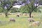 Sheep grazing in the pasture of Extremadura