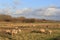 Sheep grazing in the pasture in a nature resere