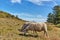 Sheep grazing in the pasture nearby Slusegaard watermill on Bornholm island, Denmark