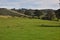 Sheep Grazing in a Pasture at Roaches End