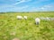 Sheep grazing in pastures on the Welsh coastal path