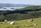 Sheep grazing on the road to Larnach Castle in Dunedin New Zeal