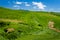 Sheep Grazing in Rolling Tuscany