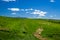 Sheep Grazing in Rolling Tuscany Landscape