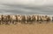 Sheep grazing in rural Australia