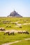 Sheep grazing on the salt meadows close to the Mont Saint-Michel tidal island in Normandy, France