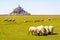 Sheep grazing on the salt meadows close to the Mont Saint-Michel tidal island in Normandy, France