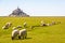 Sheep grazing on the salt meadows close to the Mont Saint-Michel tidal island in Normandy, France