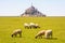 Sheep grazing on the salt meadows close to the Mont Saint-Michel tidal island in Normandy, France