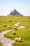 Sheep grazing on the salt meadows close to the Mont Saint-Michel tidal island in Normandy, France