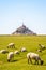 Sheep grazing on the salt meadows close to the Mont Saint-Michel tidal island in Normandy, France