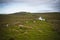 Sheep grazing on a Scottish farm in spring