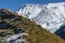 Sheep grazing on slope near Mont Blanc