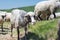 Sheep grazing on the slopes of Ukrainian Carpathians