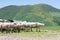 Sheep grazing on the slopes of Ukrainian Carpathians