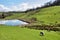 Sheep grazing in sloping hillside pastures