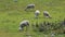 Sheep Grazing - Slow Motion