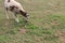 Sheep grazing in a small pasture at the Amish Village