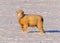 Sheep Grazing in the Snow