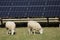 Sheep Grazing on Solar Farm