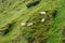 Sheep grazing on a steep slope in Iceland