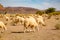 Sheep grazing on the stony land of southern Morocco