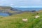 Sheep grazing at Storhofdi peninsula of Heimaey island in Iceland