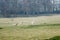 Sheep grazing in a summertime meadow