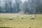 Sheep grazing in a summertime meadow