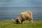 Sheep grazing on top of cliff near ocean