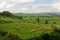 Sheep grazing on a Tuscan hillside