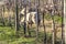 sheep grazing under a dry vineyard