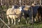 sheep grazing under a dry vineyard