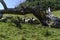 Sheep grazing under a fallen tree