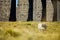 Sheep grazing under Ribblehead viaduct, located in North Yorkshire