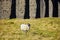 Sheep grazing under Ribblehead viaduct, located in North Yorkshire