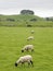 sheep grazing in an upland field yorkshire dales