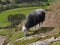 Sheep grazing with valley below