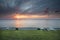 Sheep grazing on Wadden sea coast at sunset