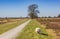 Sheep grazing at the walking path of the national park Drents-Friese Wold