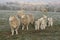 Sheep grazing in winter