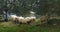 Sheep green clearing holydays great picture wood