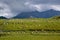 Sheep on green farmland