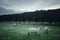 Sheep in Green Field at Dusk