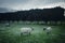 Sheep in Green Field at Dusk