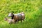 Sheep on green grass.