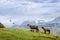 Sheep in green grass field, Austrian mountain landscape