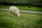 Sheep on the green grass river bank at the north of Germany