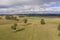 Sheep in a green grassy field in the Australian outback