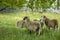 Sheep in a green meadow